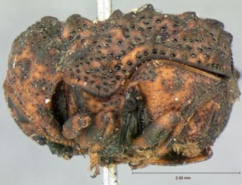 Media type: image; Entomology 9336   Aspect: habitus lateral view